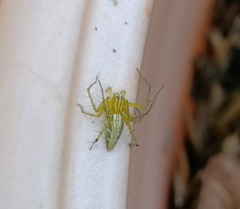 Oxyopes shweta