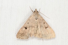 Bleptina caradrinalis