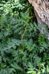 Phacelia ramosissima