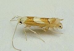 Phyllonorycter fitchella