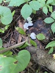 Entoloma abortivum