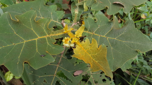 Solanum robustum