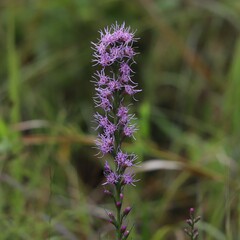 Liatris spicata