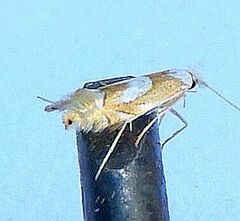 Phyllonorycter fitchella