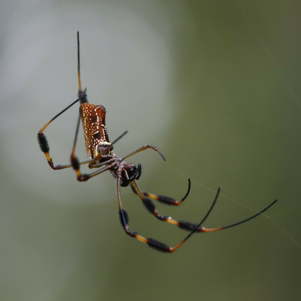 Golden Silk Spider from St Tammany Parish, LA, USA on September 03 ...