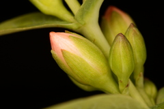 Hypericum virginicum