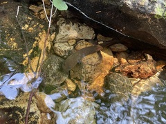 Dicamptodon tenebrosus