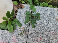 Rorippa indica