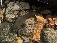 Dicamptodon tenebrosus