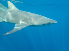 Negaprion brevirostris