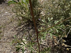 Hymenothrix dissecta