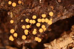 Hemitrichia