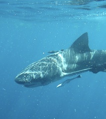 Negaprion brevirostris