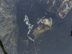 Dicamptodon tenebrosus