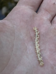 Dicamptodon tenebrosus