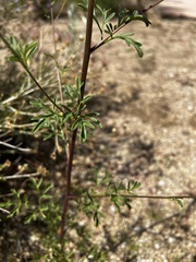 Hymenothrix dissecta