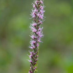 Liatris spicata