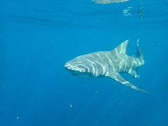 Negaprion brevirostris