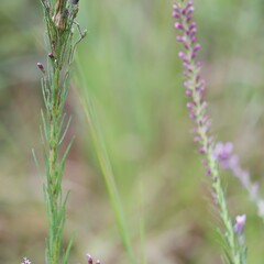 Liatris spicata