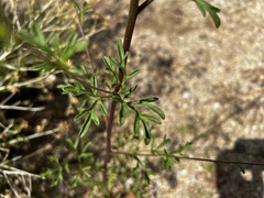 Hymenothrix dissecta