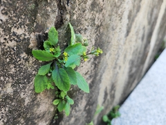 Rorippa indica