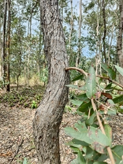 Angophora