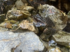Rana cascadae