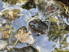 Rana cascadae