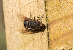 Calliphora quadrimaculata