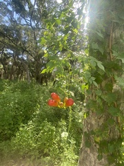 Campsis