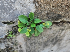 Rorippa indica