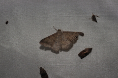 Digrammia muscariata