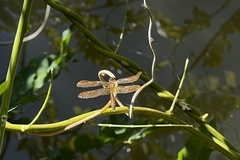 Perithemis tenera