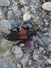 Stictoleptura canadensis