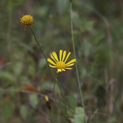 Balduina uniflora