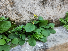 Rorippa indica
