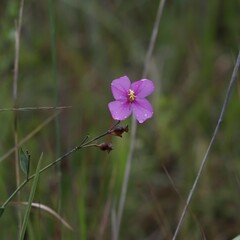 Rhexia alifanus