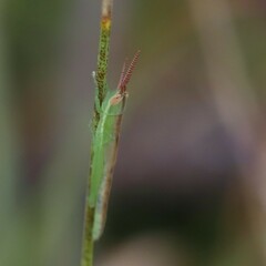 Leptysma marginicollis