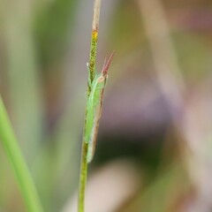 Leptysma marginicollis