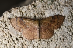 Leptostales ferruminaria