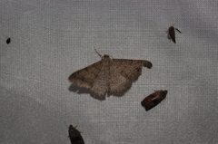 Digrammia muscariata