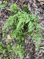 Pteris dispar