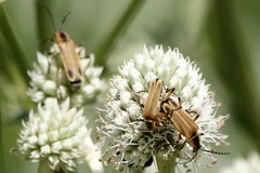 Chauliognathus marginatus