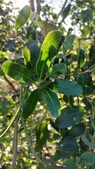 Lithraea brasiliensis