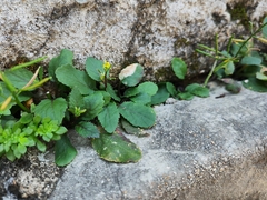 Rorippa indica