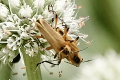 Chauliognathus marginatus