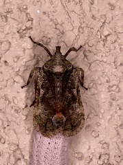 Fulgoridae