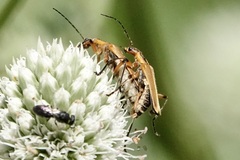 Chauliognathus marginatus