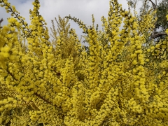 Acacia acinacea
