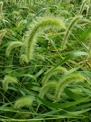 Setaria faberi